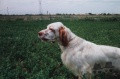 Setter Anglais RADENTIS BOSS Setter Anglais RADENTIS BOSS
